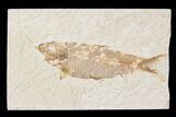 Bargain, Fossil Fish (Knightia) - Wyoming #89141-1